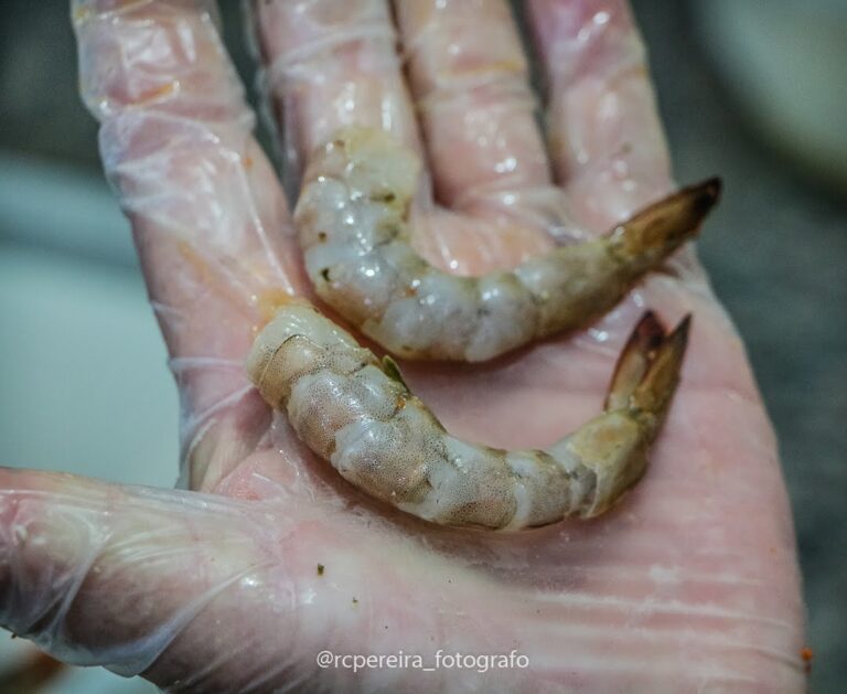 RC Pereira Fotografo em Barra velha curso culinária de peixes e frutos do mar SENAR - SC-32