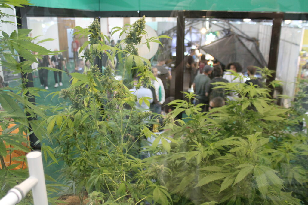 La Brisa gastronomia Expocannabis Brasil (24)